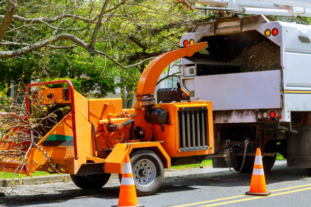 How Our Tree Care Process Works  in Modesto, CA